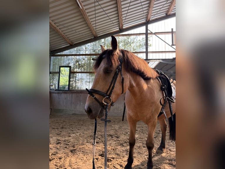 Altre razze Mix Castrone 7 Anni 141 cm Falbo in Hattingen
