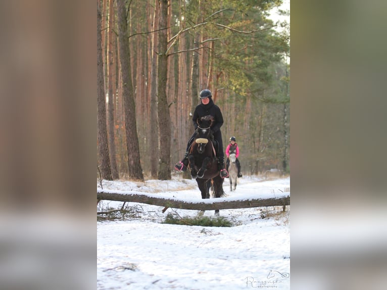 Altre razze Castrone 7 Anni 143 cm Baio scuro in Mieleszyn