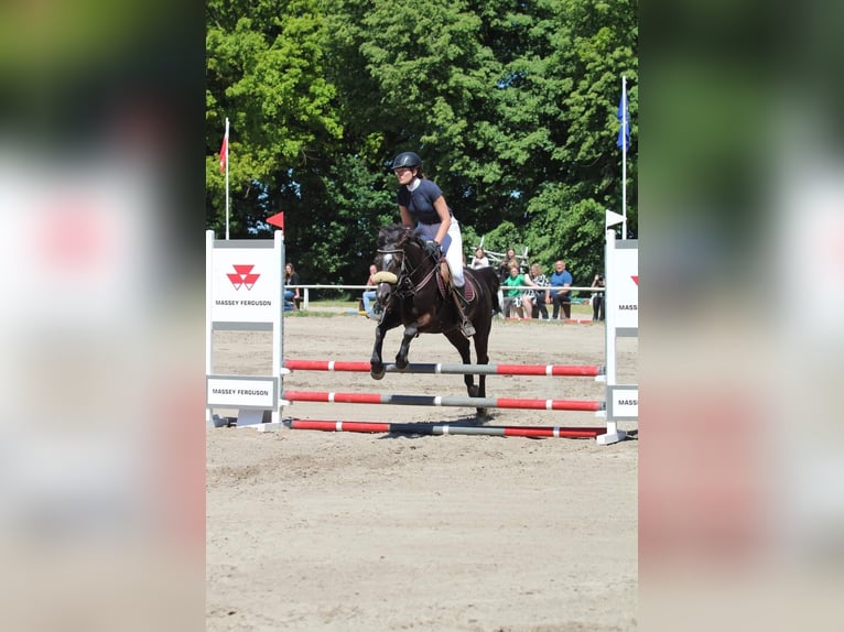 Altre razze Castrone 7 Anni 143 cm Baio scuro in Mieleszyn