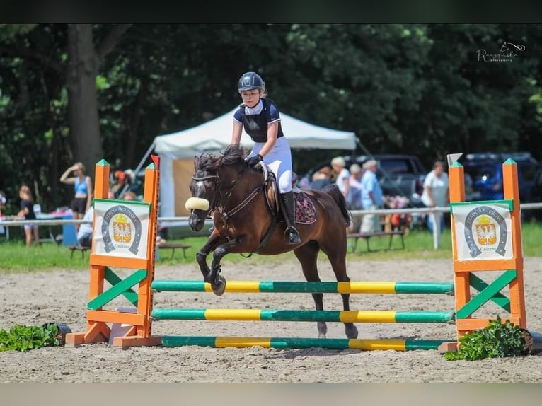 Altre razze Castrone 7 Anni 143 cm Baio scuro in Mieleszyn