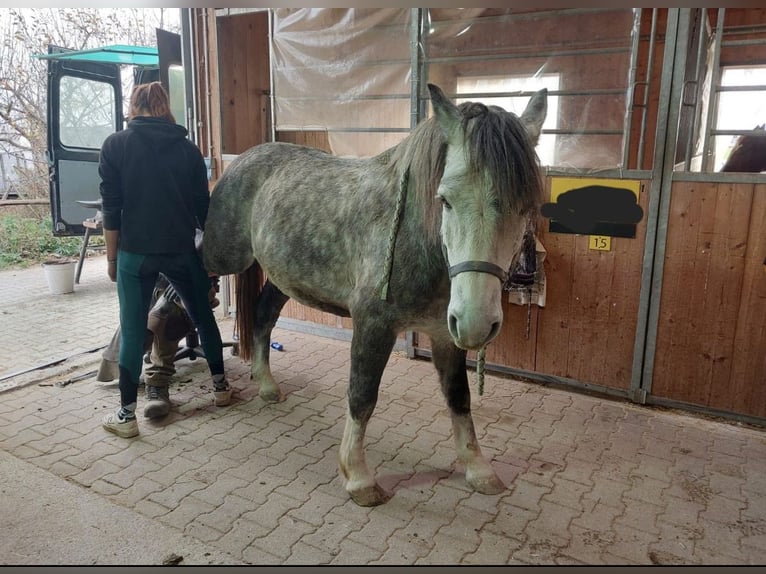 Altre razze Castrone 7 Anni 143 cm Grigio pezzato in Oberostendorf