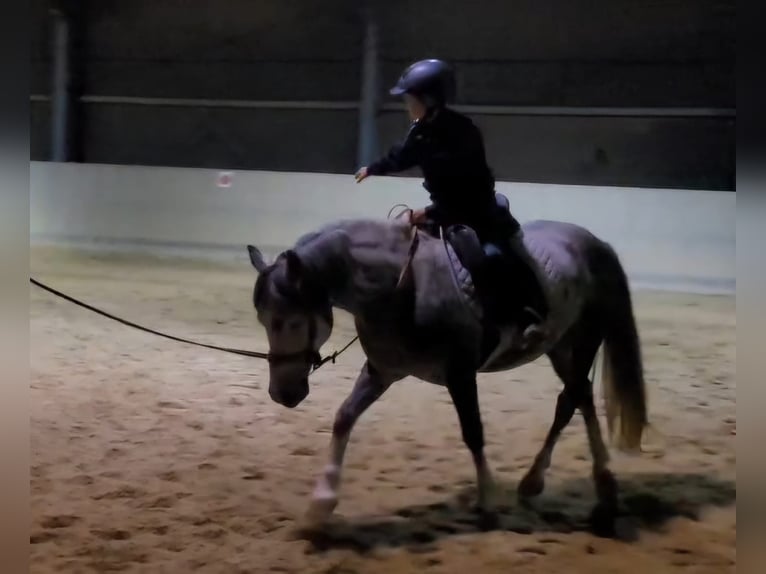 Altre razze Castrone 7 Anni 143 cm Grigio pezzato in Oberostendorf