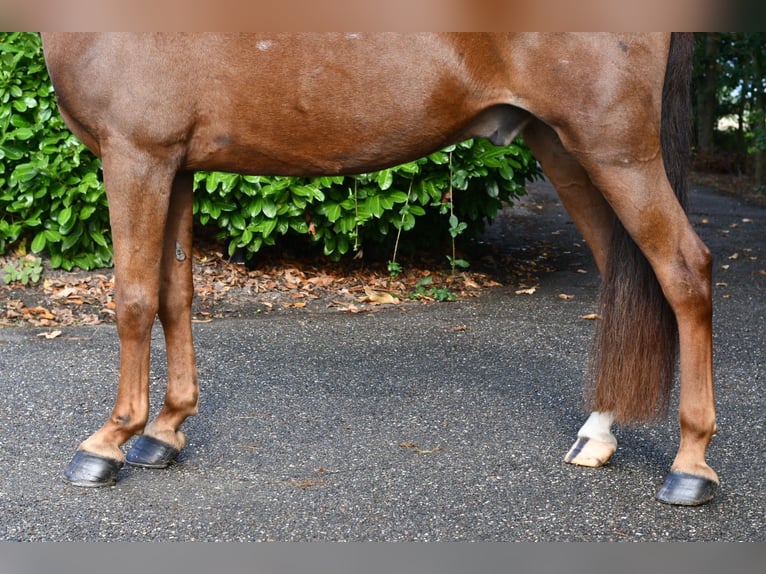 Altre razze Castrone 7 Anni 143 cm Sauro in GROTE-BROGEL