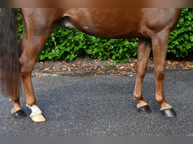 Altre razze Castrone 7 Anni 143 cm Sauro in GROTE-BROGEL