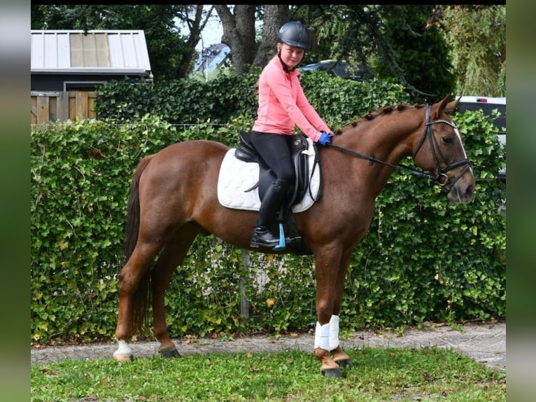 Altre razze Castrone 7 Anni 143 cm Sauro in GROTE-BROGEL