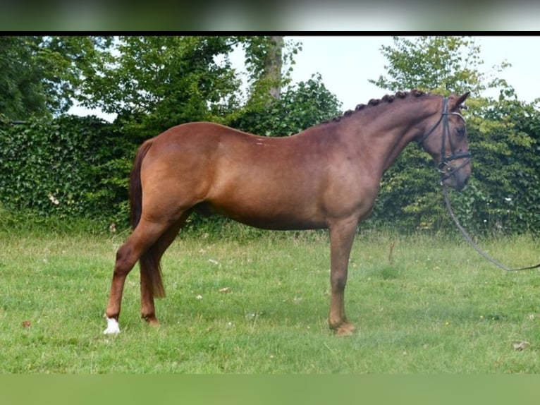 Altre razze Castrone 7 Anni 143 cm Sauro in GROTE-BROGEL