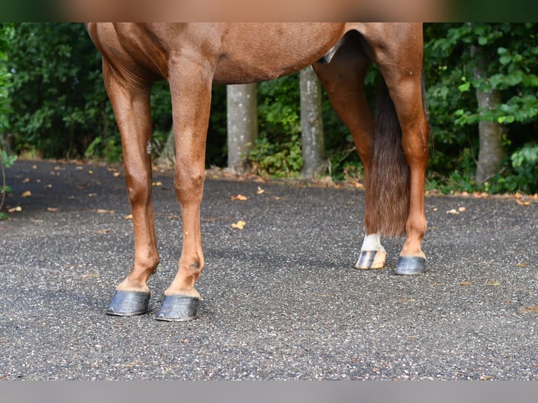 Altre razze Castrone 7 Anni 143 cm Sauro in GROTE-BROGEL