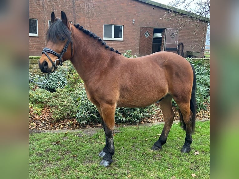 Altre razze Castrone 7 Anni 145 cm Baio in Hopsten