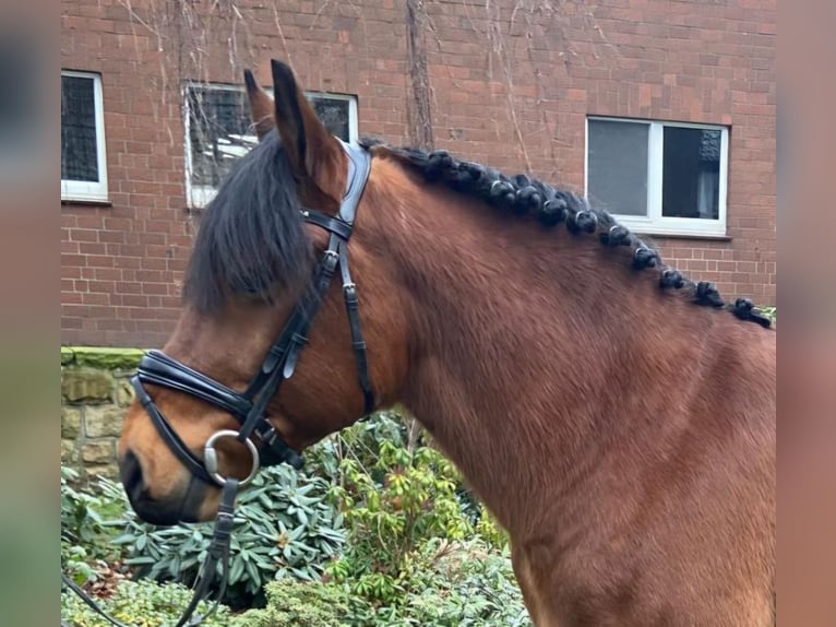 Altre razze Castrone 7 Anni 145 cm Baio in Hopsten