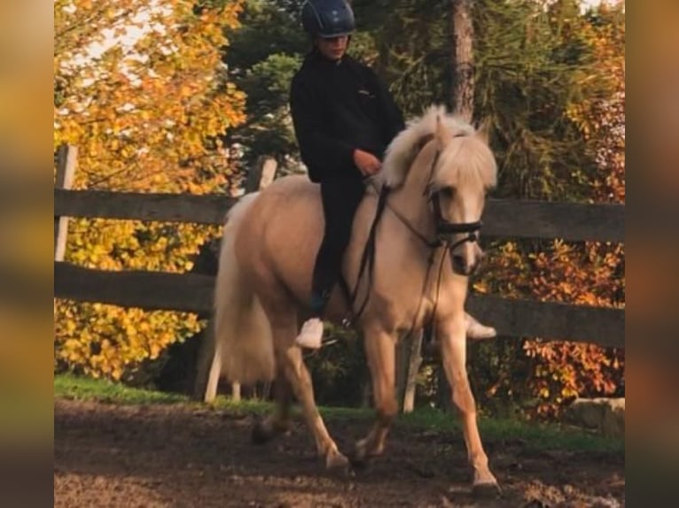 Altre razze Mix Castrone 7 Anni 145 cm Palomino in Jenesien