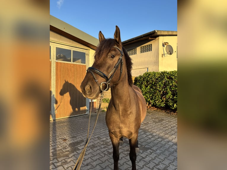Altre razze Castrone 7 Anni 147 cm Falbo in Waltrop