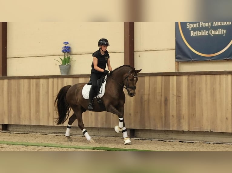 Altre razze Castrone 7 Anni 147 cm Sauro scuro in Oost West en Middelbeers
