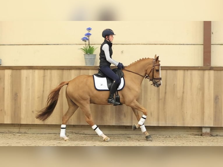 Altre razze Castrone 7 Anni 148 cm Sauro in Oost West en Middelbeers