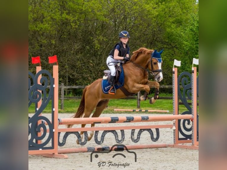Altre razze Castrone 7 Anni 148 cm Sauro in Oost West en Middelbeers