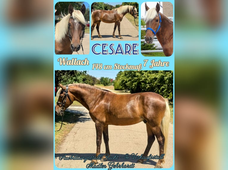 Altre razze Castrone 7 Anni 148 cm Sauro scuro in Ebeleben