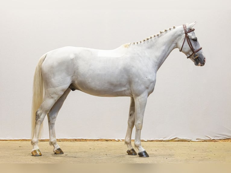 Altre razze Castrone 7 Anni 150 cm Grigio in Waddinxveen