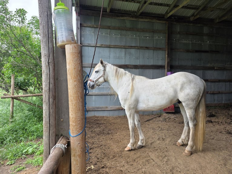 Altre razze Castrone 7 Anni 152 cm Bianco in Sioux City