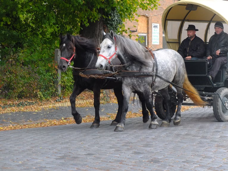 Altre razze Mix Castrone 7 Anni 152 cm Falbo baio in Buttstädt