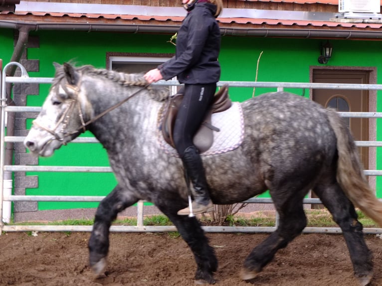 Altre razze Mix Castrone 7 Anni 152 cm Falbo baio in Buttstädt