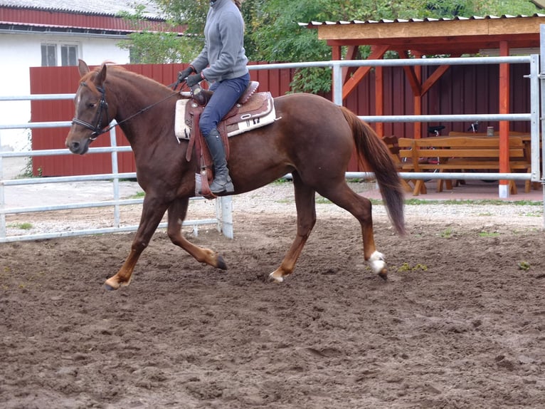 Altre razze Mix Castrone 7 Anni 152 cm Falbo baio in Buttstädt