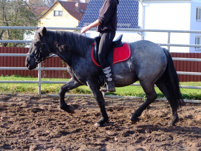 Altre razze Mix Castrone 7 Anni 152 cm Falbo baio in Buttstädt