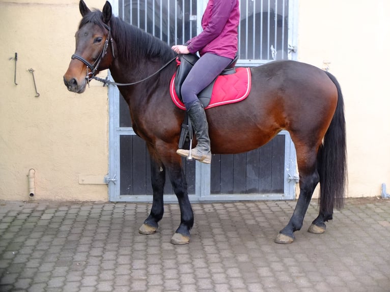 Altre razze Mix Castrone 7 Anni 152 cm Falbo baio in Buttstädt