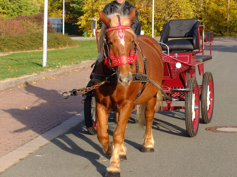 Altre razze Mix Castrone 7 Anni 152 cm Falbo baio in Buttstädt