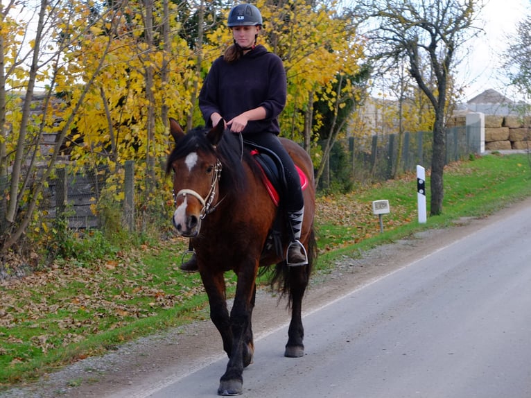 Altre razze Mix Castrone 7 Anni 152 cm Falbo baio in Buttstädt