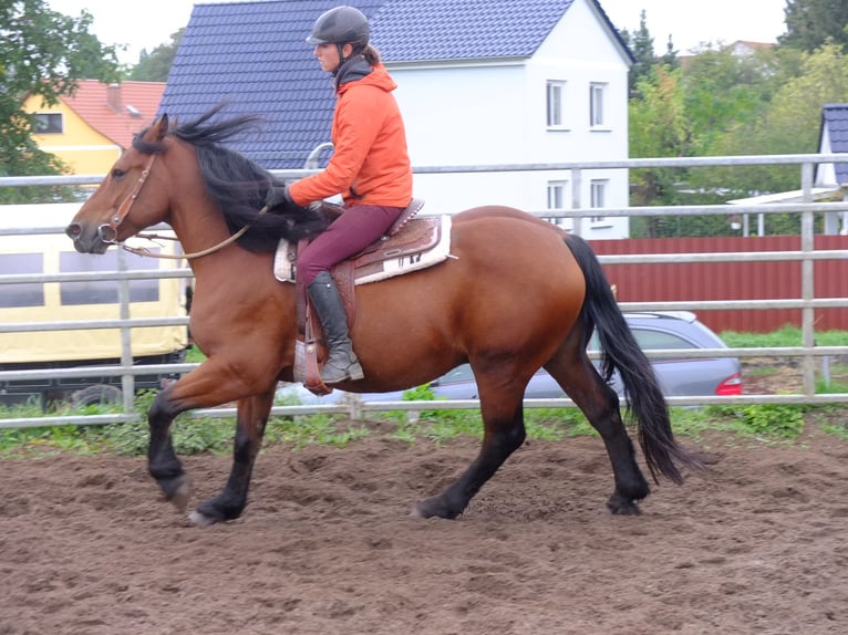 Altre razze Mix Castrone 7 Anni 152 cm Falbo baio in Buttstädt