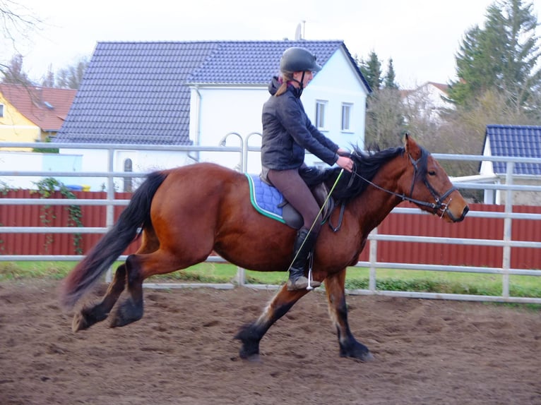 Altre razze Mix Castrone 7 Anni 152 cm Falbo baio in Buttstädt