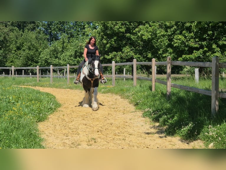 Altre razze Castrone 7 Anni 153 cm Pezzato in Linkenbach