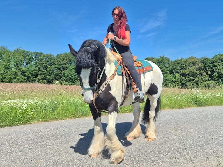 Altre razze Castrone 7 Anni 153 cm Pezzato in Linkenbach