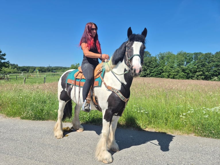 Altre razze Castrone 7 Anni 153 cm Pezzato in Linkenbach