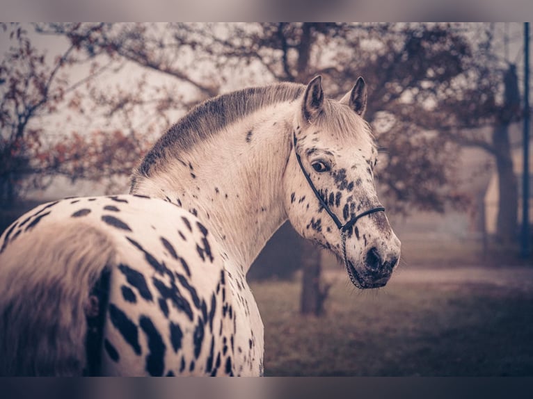 Altre razze Castrone 7 Anni 155 cm Leopard in Mühlacker