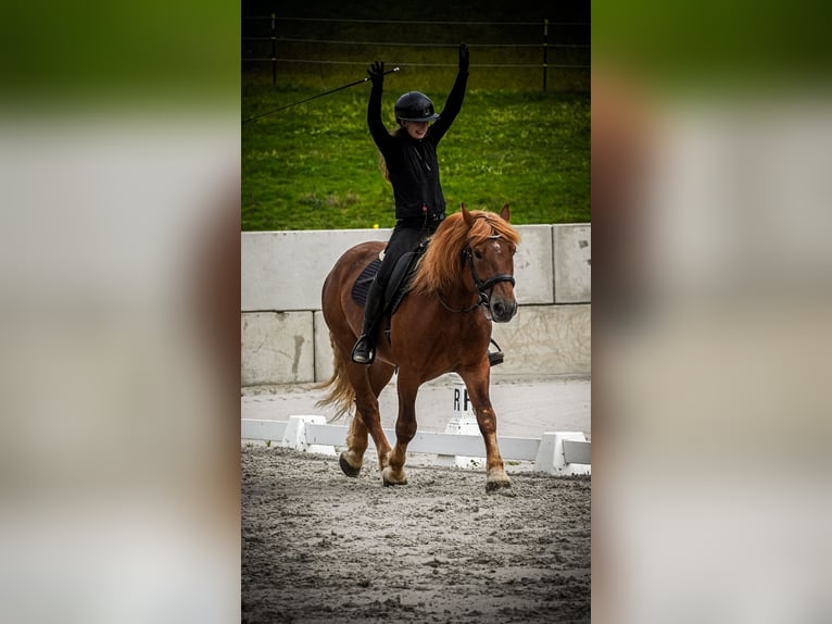 Altre razze Mix Castrone 7 Anni 155 cm Sauro in Nettersheim