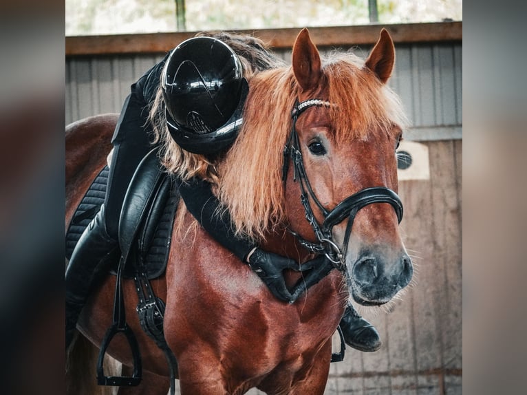 Altre razze Mix Castrone 7 Anni 155 cm Sauro in Nettersheim