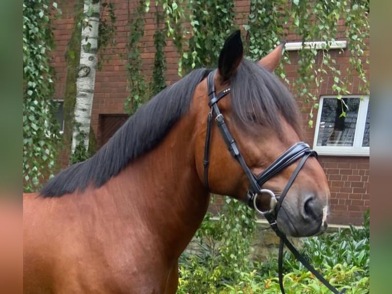 Altre razze Castrone 7 Anni 156 cm Baio in Hopsten