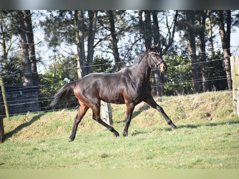 Altre razze Castrone 7 Anni 159 cm Baio scuro in Achtmaal