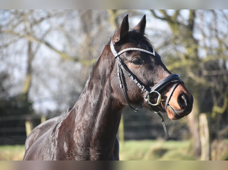 Altre razze Castrone 7 Anni 159 cm Baio scuro in Achtmaal