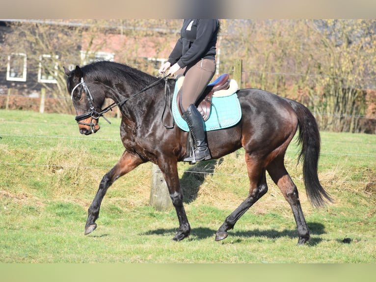 Altre razze Castrone 7 Anni 159 cm Baio scuro in Achtmaal