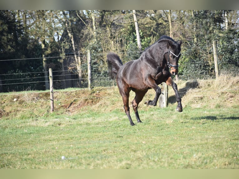 Altre razze Castrone 7 Anni 159 cm Baio scuro in Achtmaal