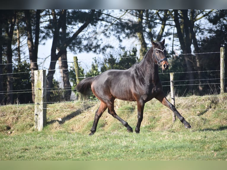 Altre razze Castrone 7 Anni 159 cm Baio scuro in Achtmaal