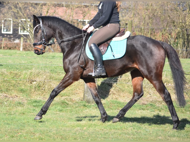 Altre razze Castrone 7 Anni 159 cm Baio scuro in Achtmaal