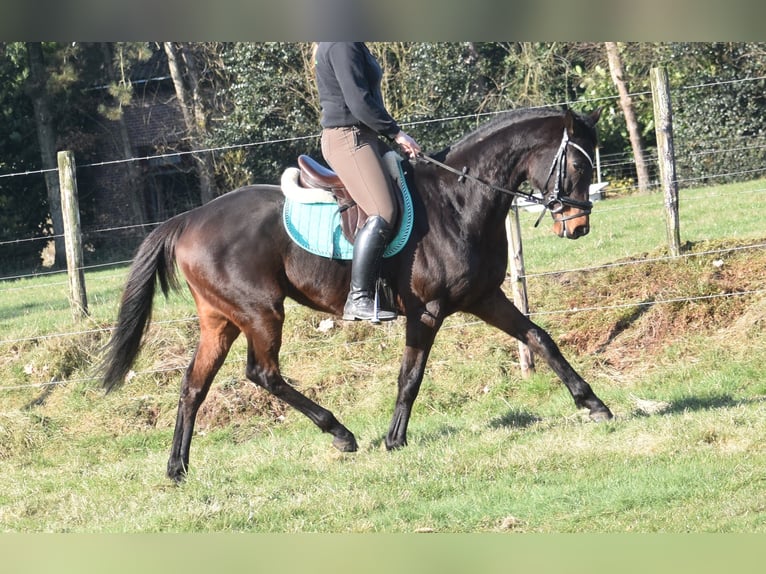 Altre razze Castrone 7 Anni 159 cm Baio scuro in Achtmaal