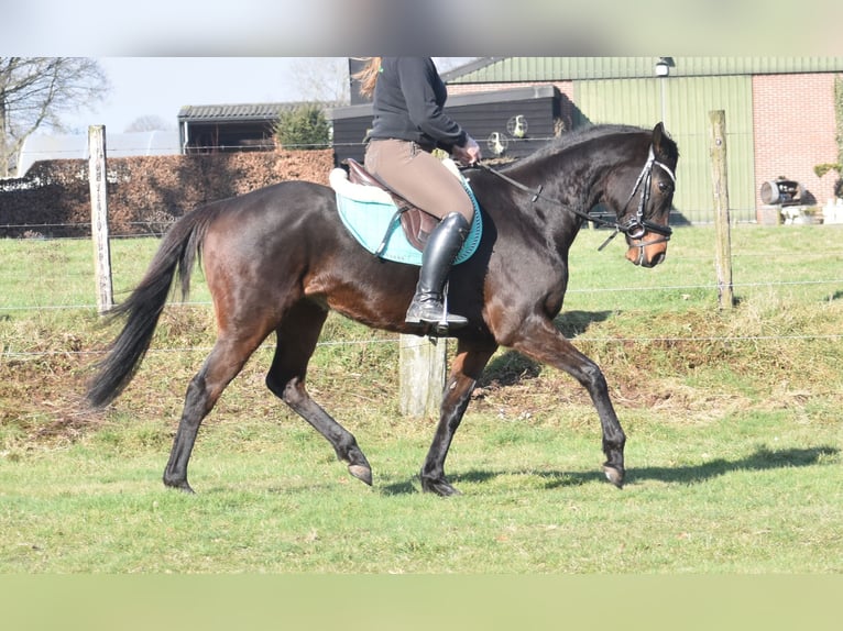 Altre razze Castrone 7 Anni 159 cm Baio scuro in Achtmaal