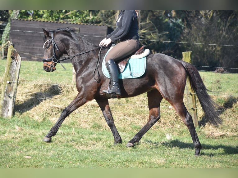 Altre razze Castrone 7 Anni 159 cm Baio scuro in Achtmaal