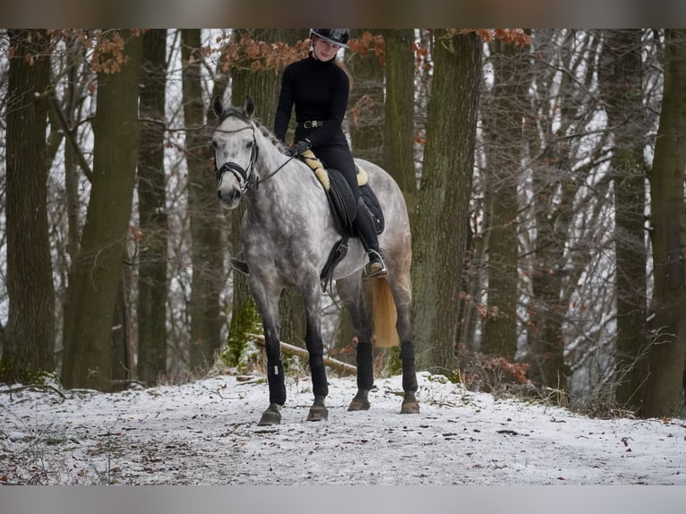 Altre razze Castrone 7 Anni 160 cm Grigio ferro in Nettersheim