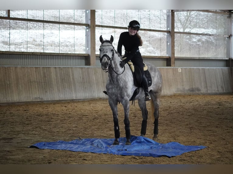 Altre razze Castrone 7 Anni 160 cm Grigio ferro in Nettersheim