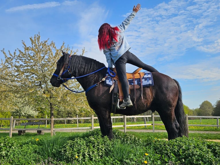 Altre razze Castrone 7 Anni 160 cm Morello in Linkenbach