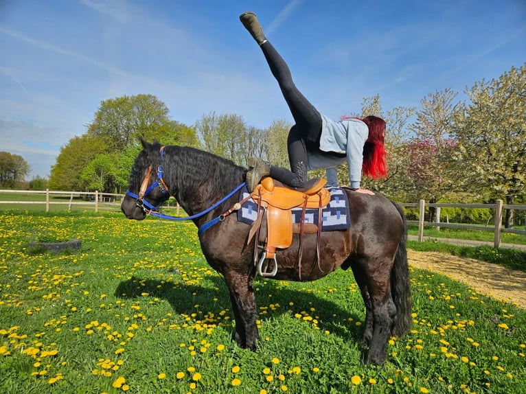 Altre razze Castrone 7 Anni 160 cm Morello in Linkenbach